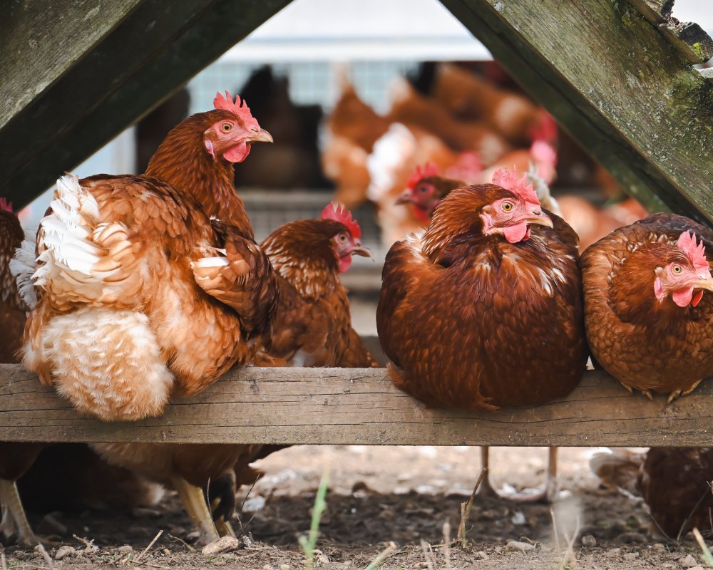Ayam Segar Dajajah